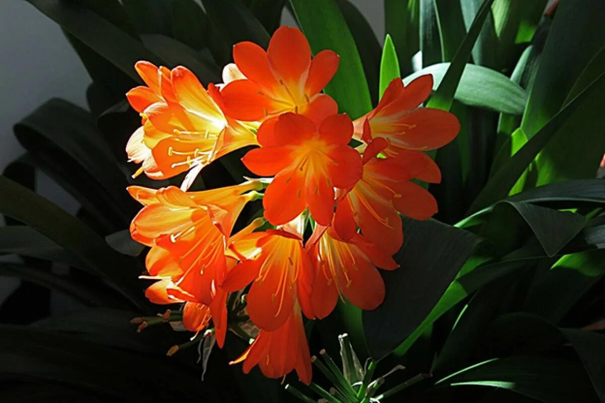 Кливия фото цветов Clivias: Easy-Care House Plants Focus on Flowers - Indiana Public Media