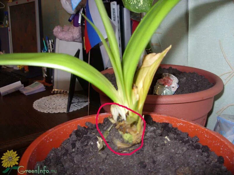 Кливия корневая система фото одна надежда на вас.....погибает кливия((((((((((((((((( - Форум - Кливия - уход