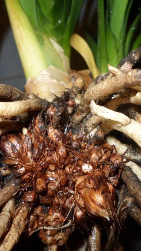 Кливия корневая система фото Кливия благородная (Clivia nobilis) не кливия киноварная Страница 6