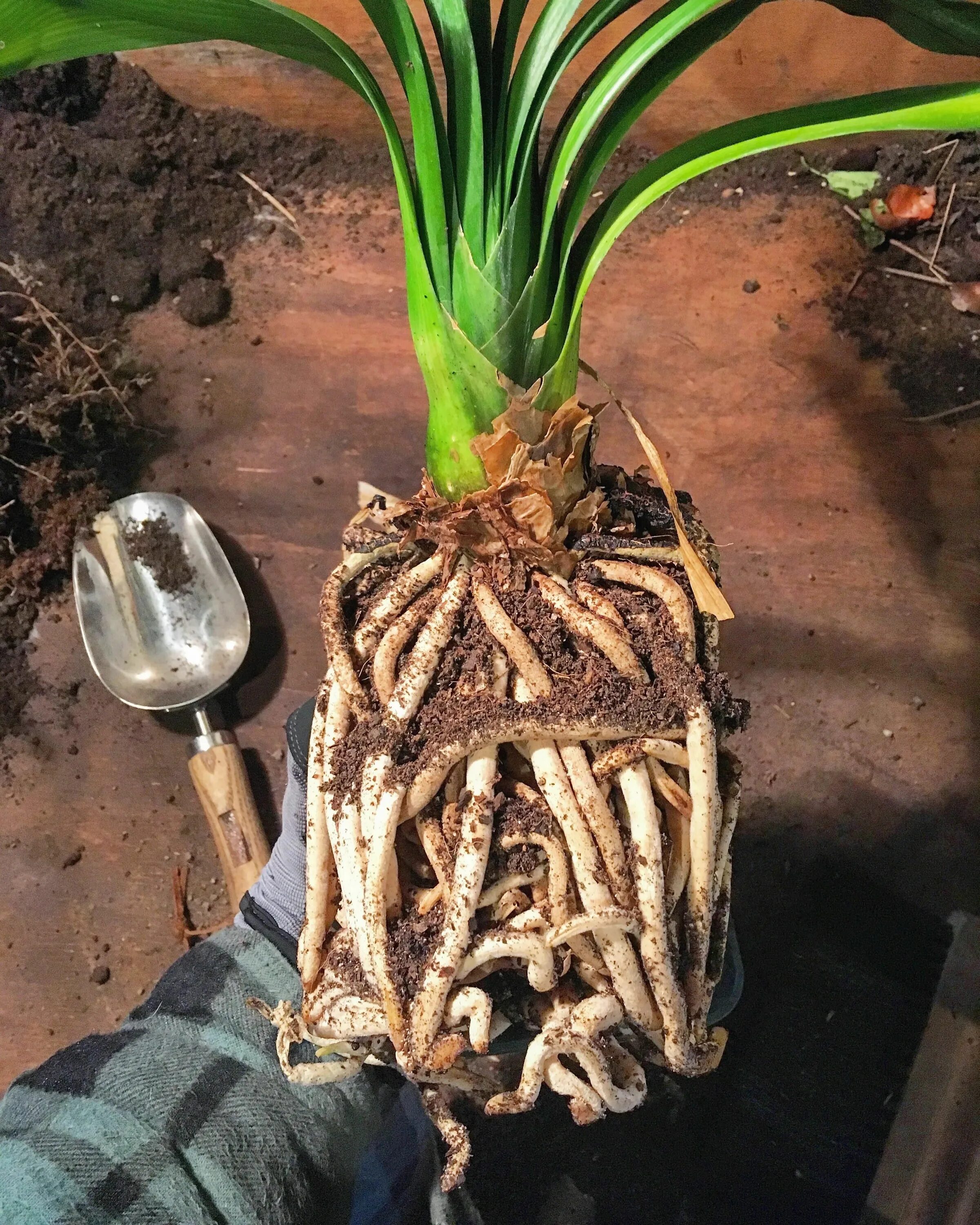 Кливия корневая система фото znajomy Odprężający Śródmieście clivia bulbs piknik Uprawiać sporty niebieski