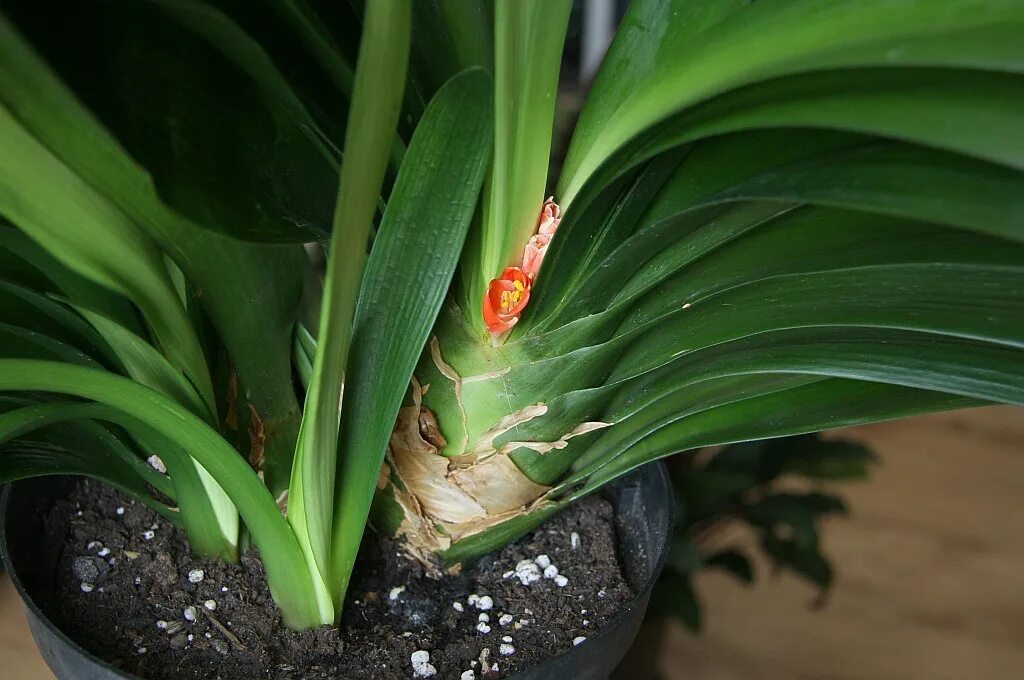 Кливия корневая система фото Feststeckender Blütentrieb der Klivie (Clivia miniata) Flickr