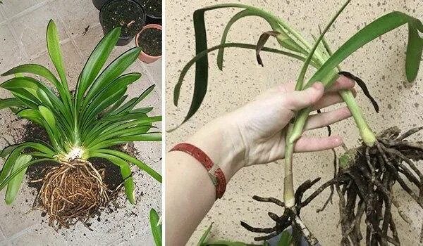 Кливия корневая система фото Выращивание кливии в домашних условиях: пересадка, размножение, особенности уход