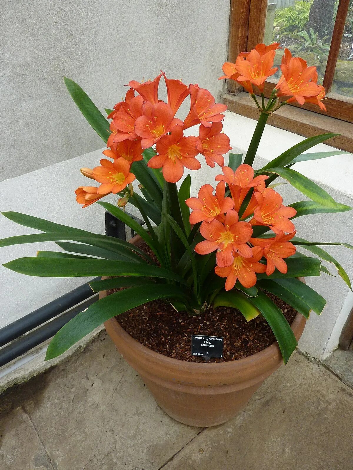 Кливия в горшке фото Clivia caulescens - Wikipedia