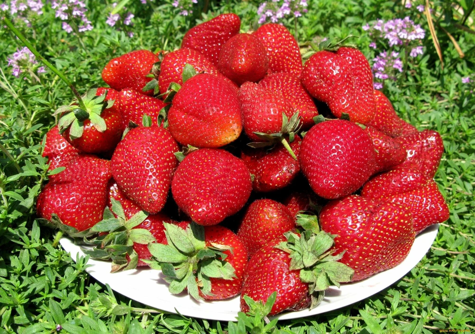 Клодия клубника фото Клубника без варки Growing organic strawberries, Organic strawberry, Strawberry
