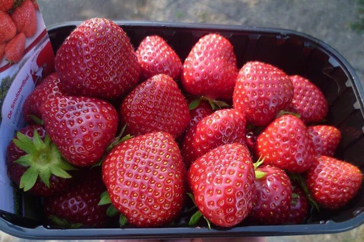 Клодия клубника фото Земляника (Клубника) Дерояль (Fragaria Daroyal) С1 - Питомник Летний сад