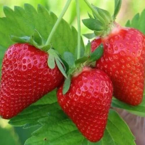 Клодия клубника фото Клубника КЛОДИЯ купить в Москве недорого, цена