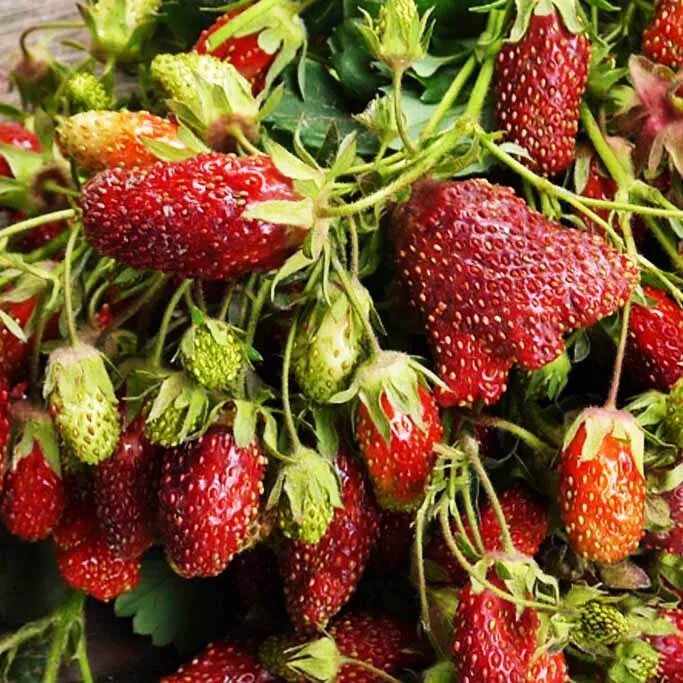 Клодия клубника фото Земклуника Купчиха купить саженцы в интернет магазине Сады-Эдема