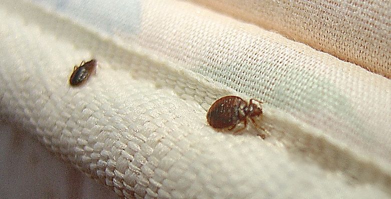 Клоп фото домашний постельный крупный 5 Bed Bugs Home Remedies to Solve the Problem for Good Rid of bed bugs, Termite 