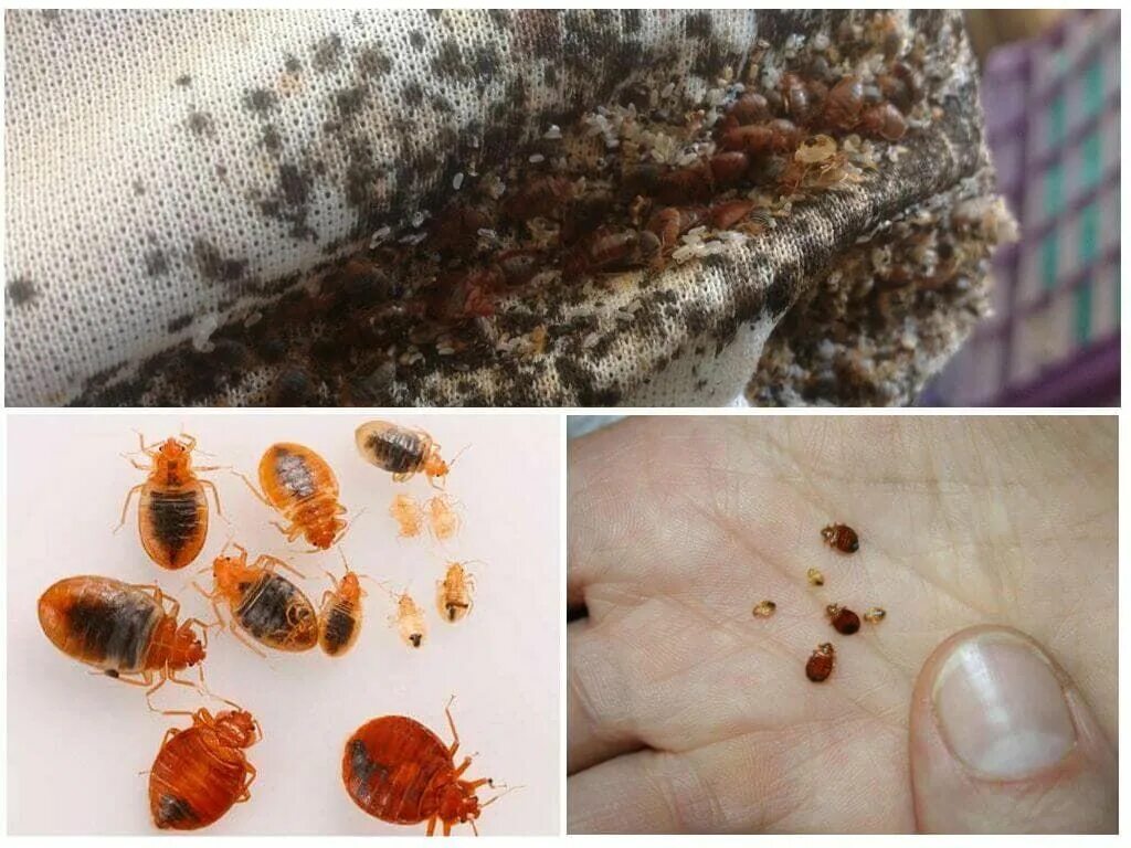 Клоп фото домашний постельный крупный уничтожение клопов