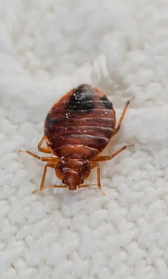 Клоп фото домашний постельный крупный 91 Awe-inspiring bed bug mattress cover in spanish Not To Be Missed