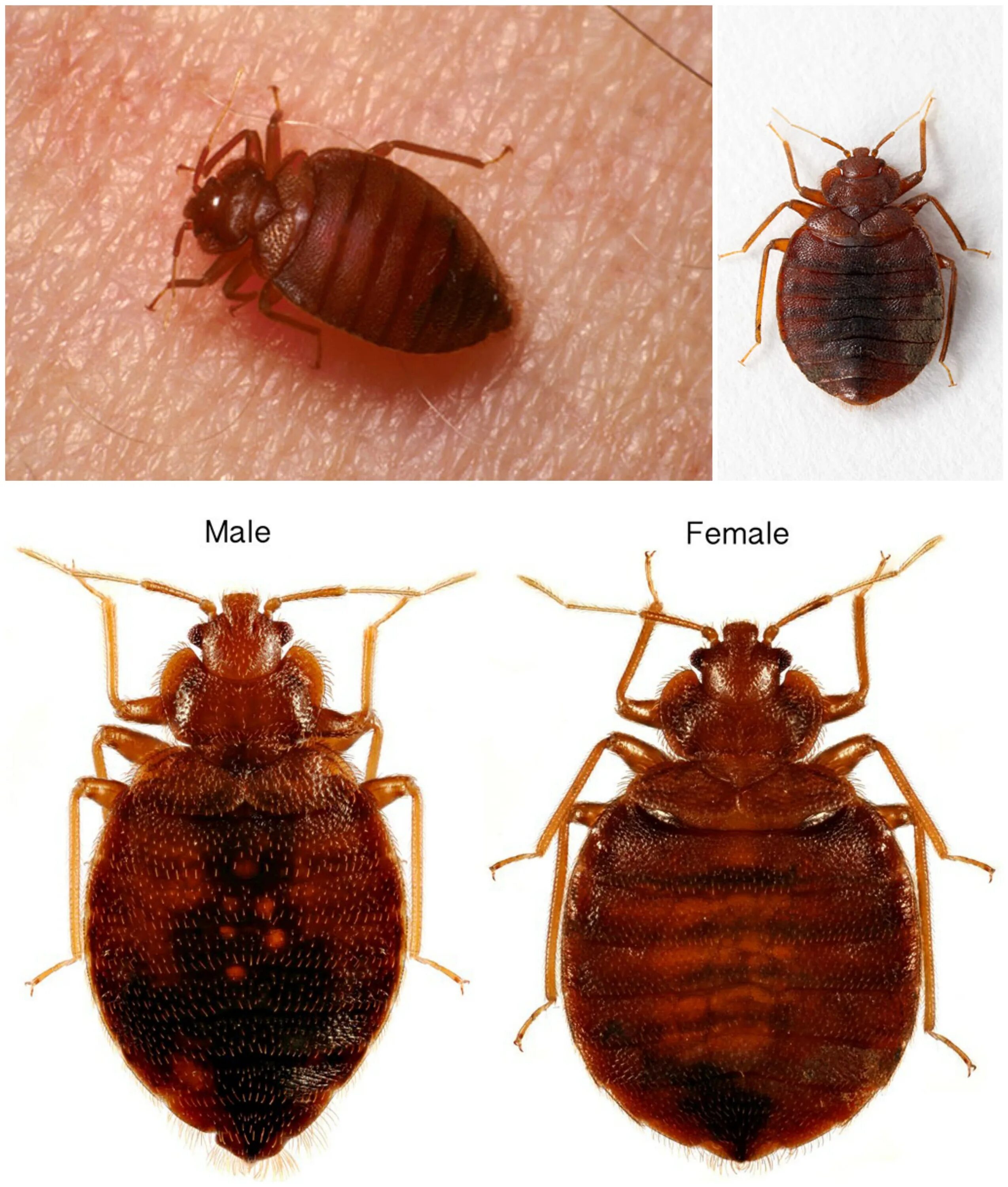 Клоп фото домашний размеры The Bed Bug LifeCycle: Diagram, Video Guide and Pictures