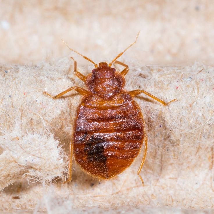 Клоп фото и описание How to Get Rid of Bed Bugs: A DIY Guide Bed bugs, Rid of bed bugs, Bed bugs infe