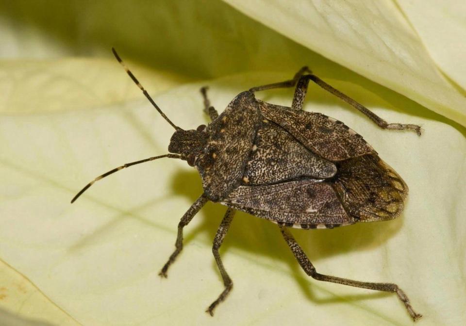 Клоп фото и описание Ladybugs, stink bugs move into homes across Ohio to stay warm - how to battle ba