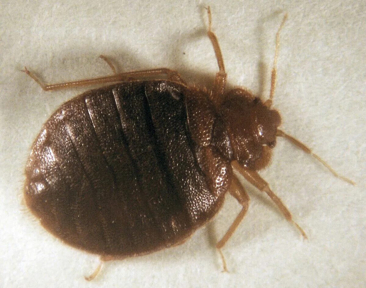 Клоп фото крупным Bedbugs in Paris: Government to Hold Emergency Meeting to Tackle Infestations - 