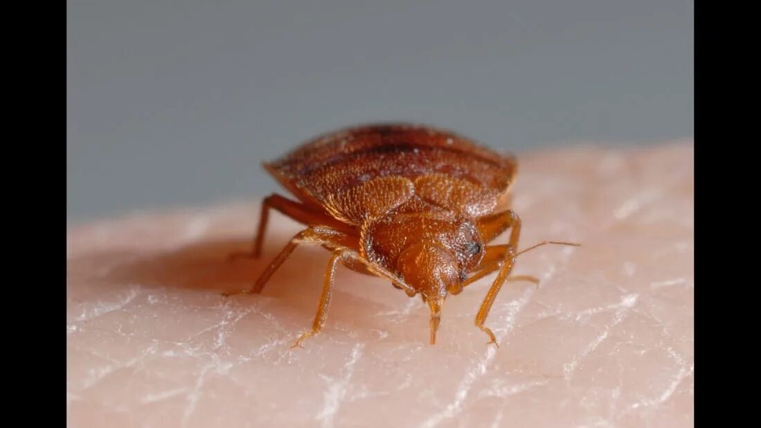 Клоп фото крупным Bedbugs have favorite colors, too, study finds CNN