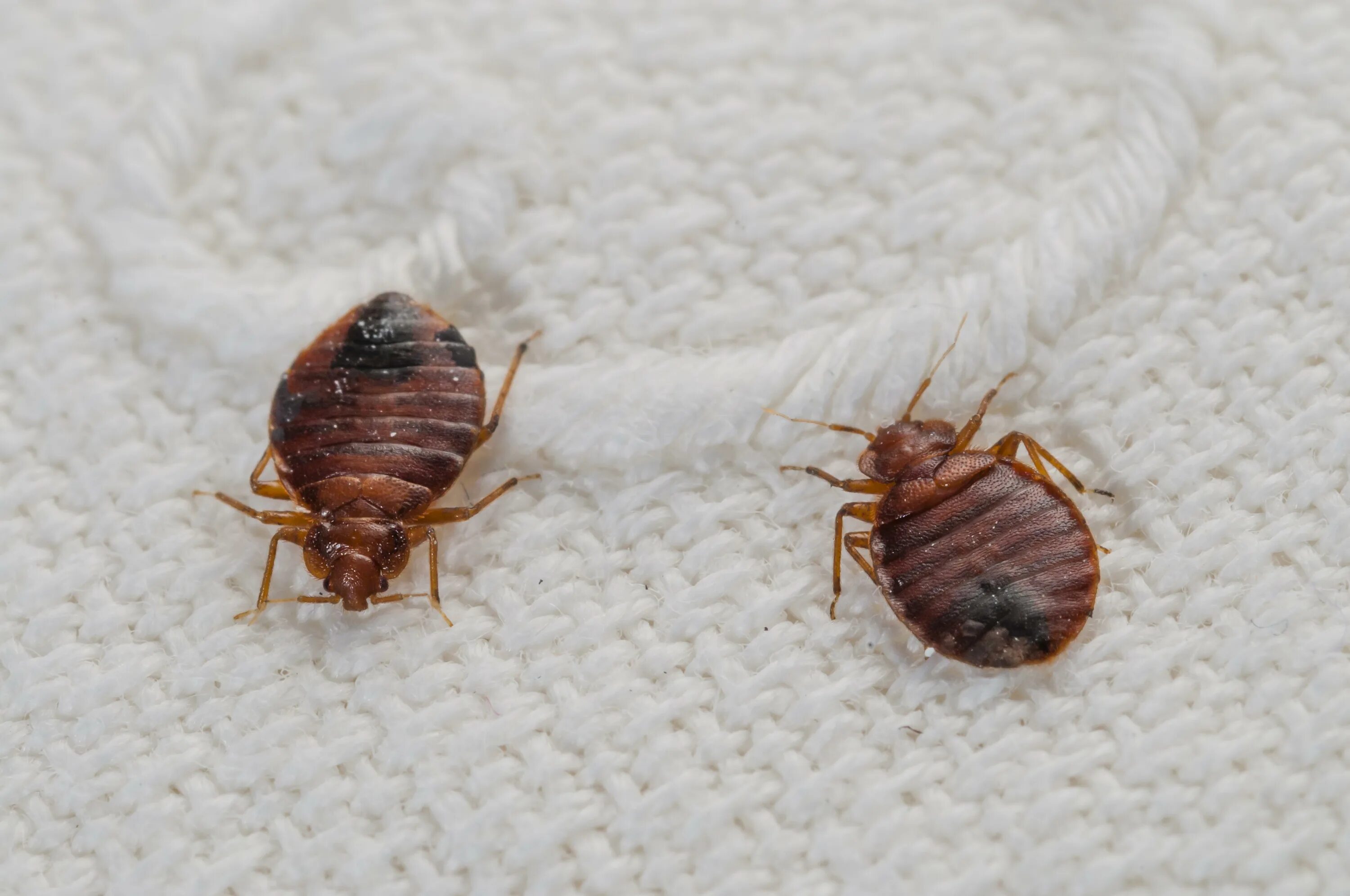 Клоп фото крупным The five-step plan for finding bed bugs in a hotel - and where they like to hang