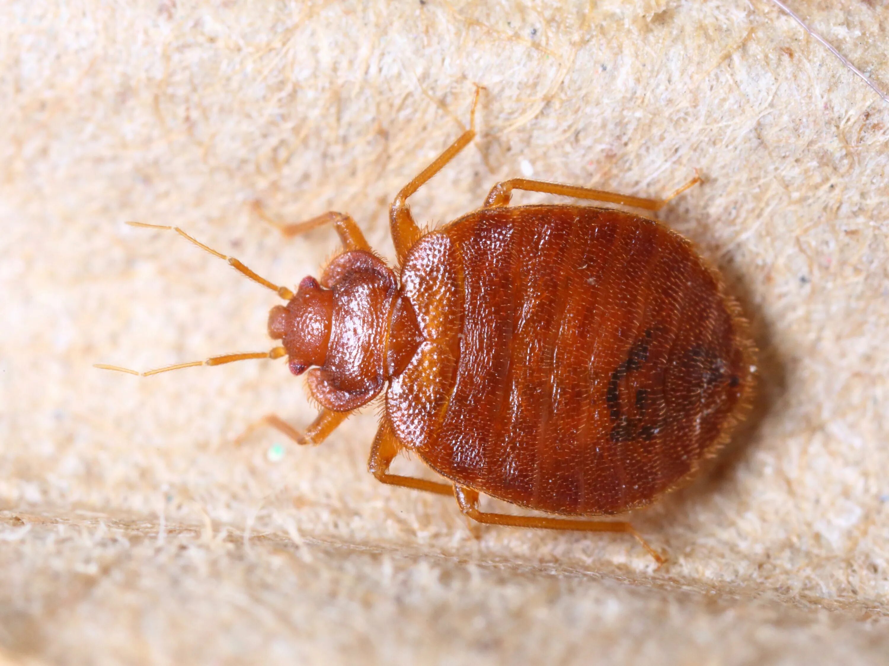 Клоп фото крупным Bed Bugs: MedlinePlus