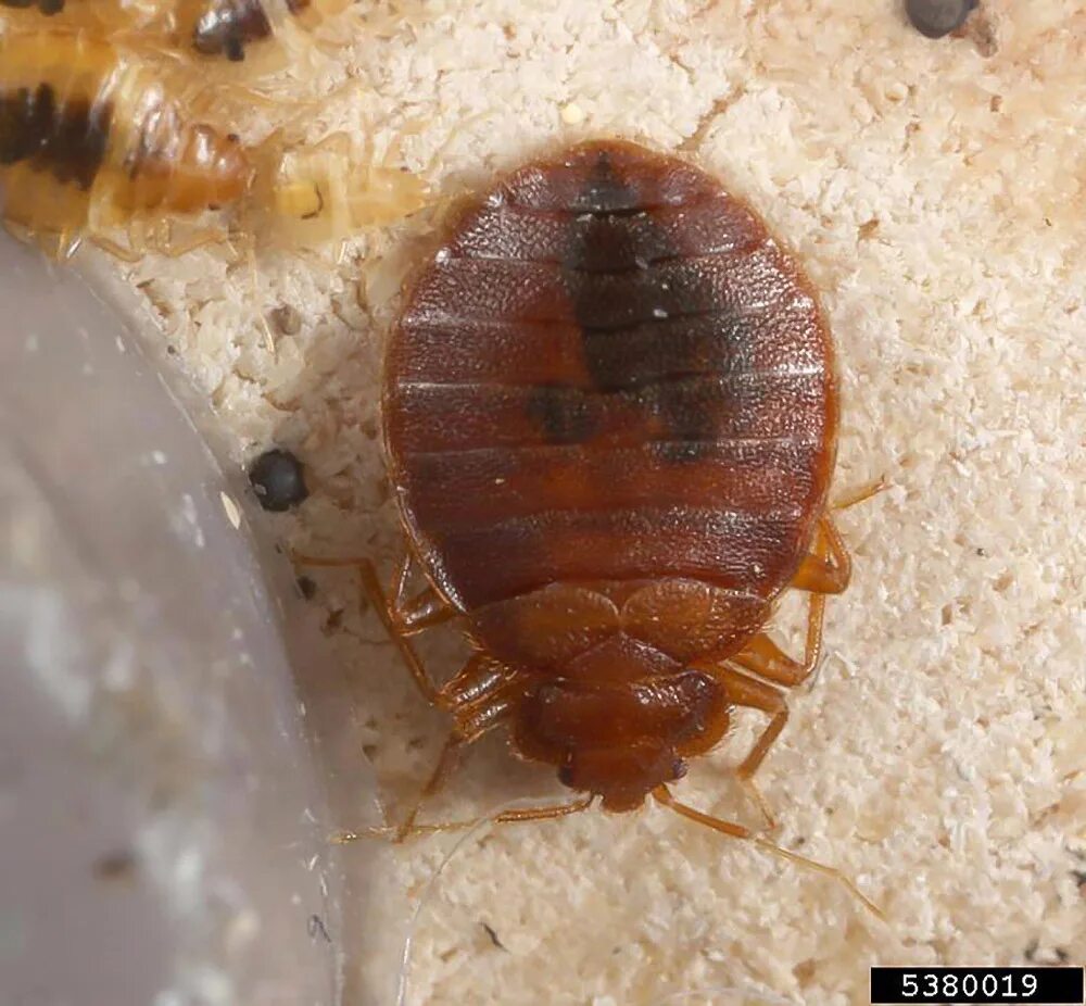 Клоп фото крупным Cimex lectularius, Common Bedbug (Hemiptera: Cimicidae)