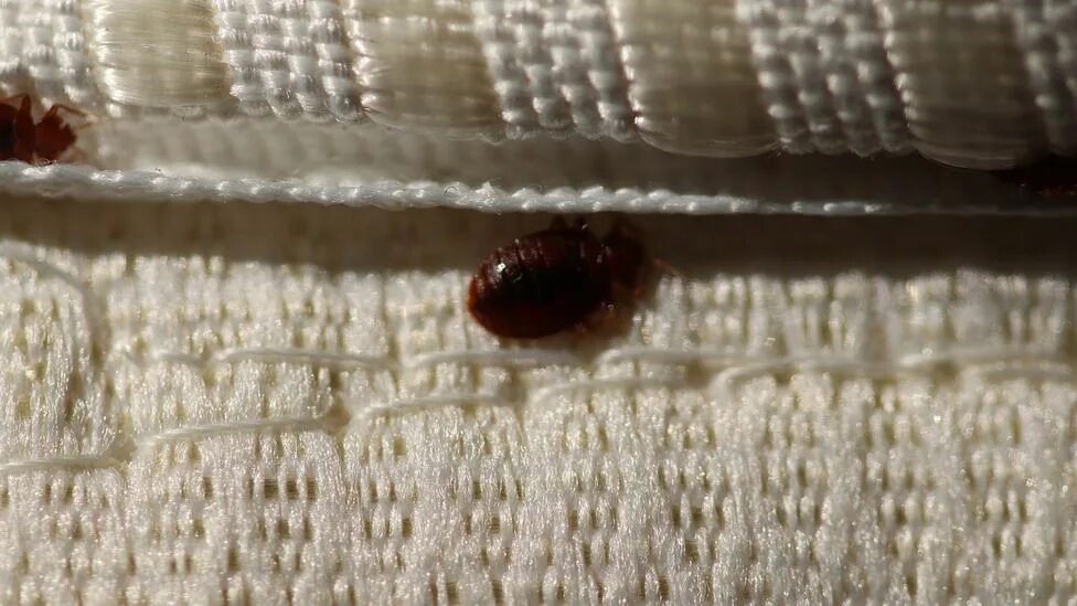 Клоп который живет в диване фото Why are bed bugs so difficult to deal with? - BBC Future