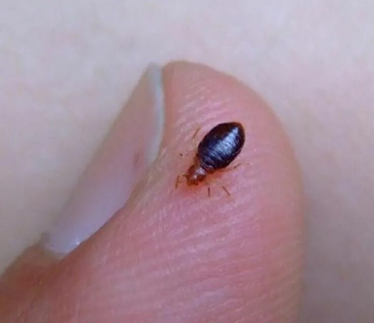 Клоп на теле фото bed bugs pictures actual size Bed Bugs Pictures BED BUG PICTURES ACTUAL SIZE - B