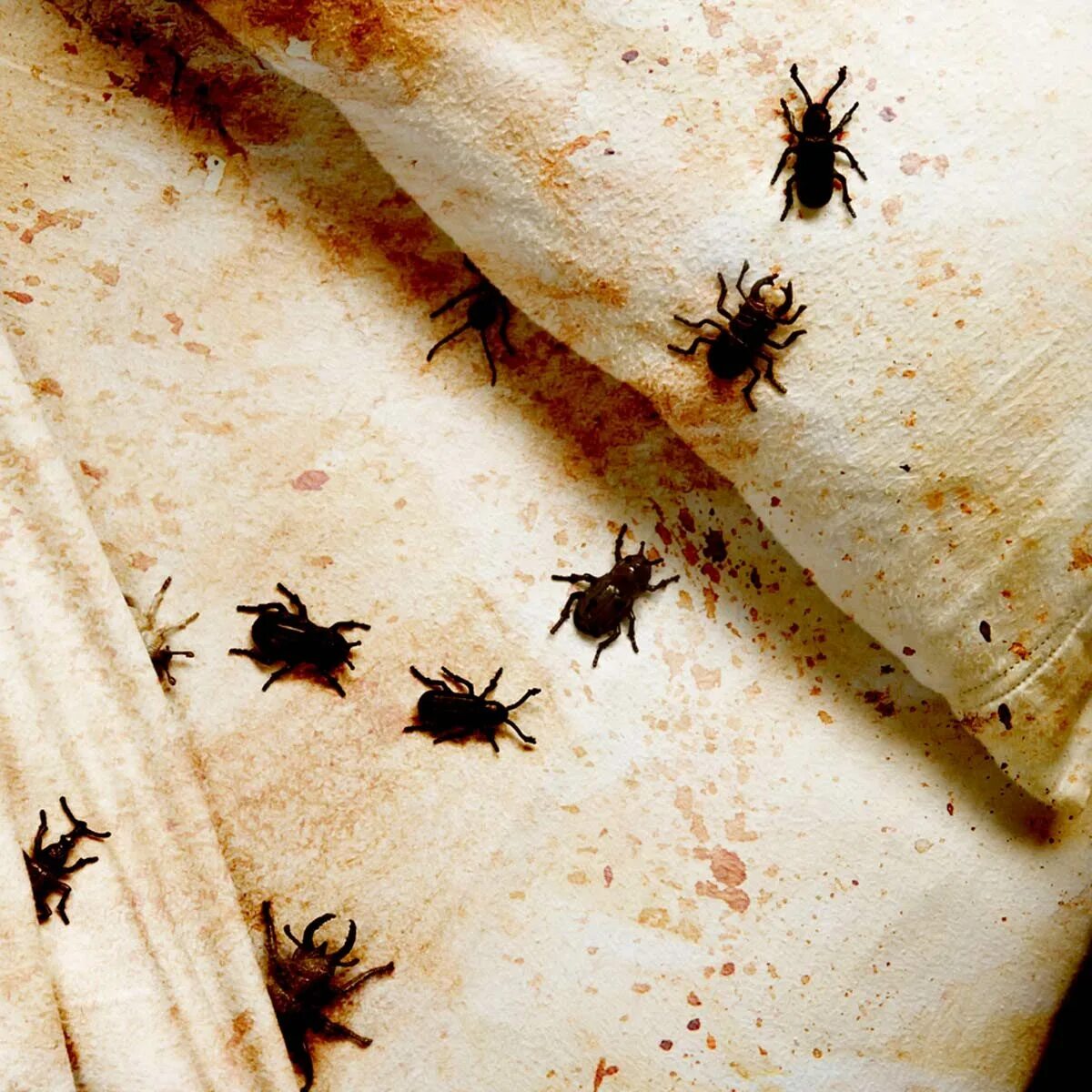 Клоп на теле фото 15 Pest Control Horror Stories That Will Make Your Skin Crawl