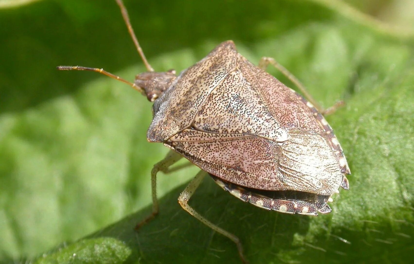 Клоп обыкновенный фото entomology - What kind of beetle is this (2cm long, brown, "V-shaped" body)? - B