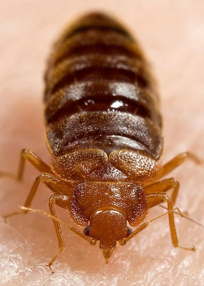 Клоп пастельный фото Bedbug Images Free Photos, PNG Stickers, Wallpapers & Backgrounds - rawpixel