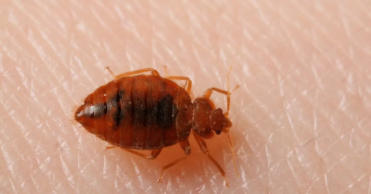 Клоп пастельный фото How Best To Snag And Destroy Bedbugs?