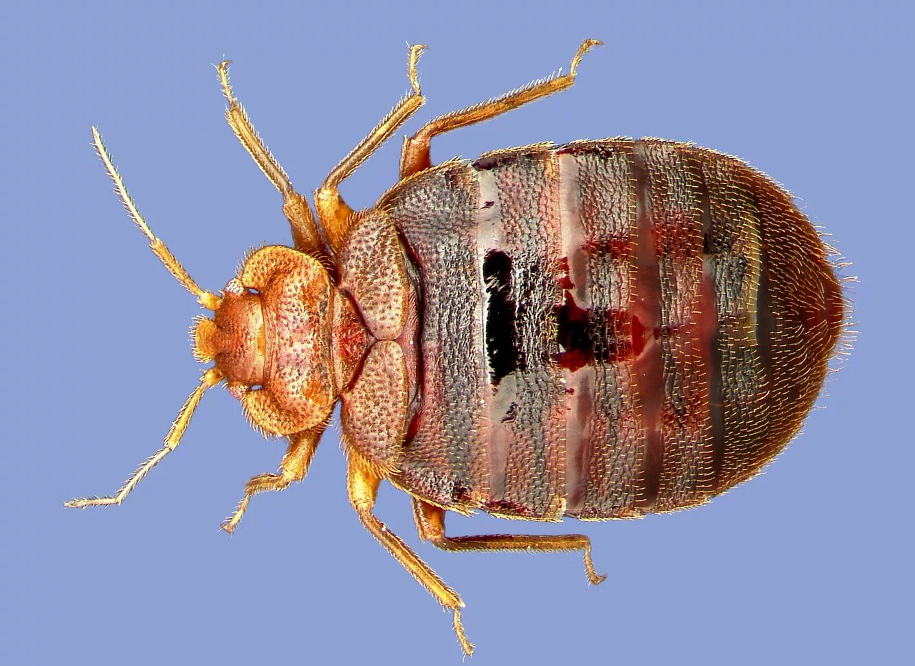 Клоп постельный под микроскопом фото Bringing bugs to the classroom makes everyone smarter