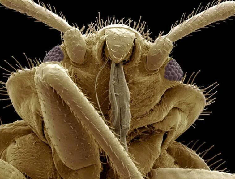 Клоп постельный под микроскопом фото Голова клопа Insect photos, Pictures of insects, Scanning electron microscope