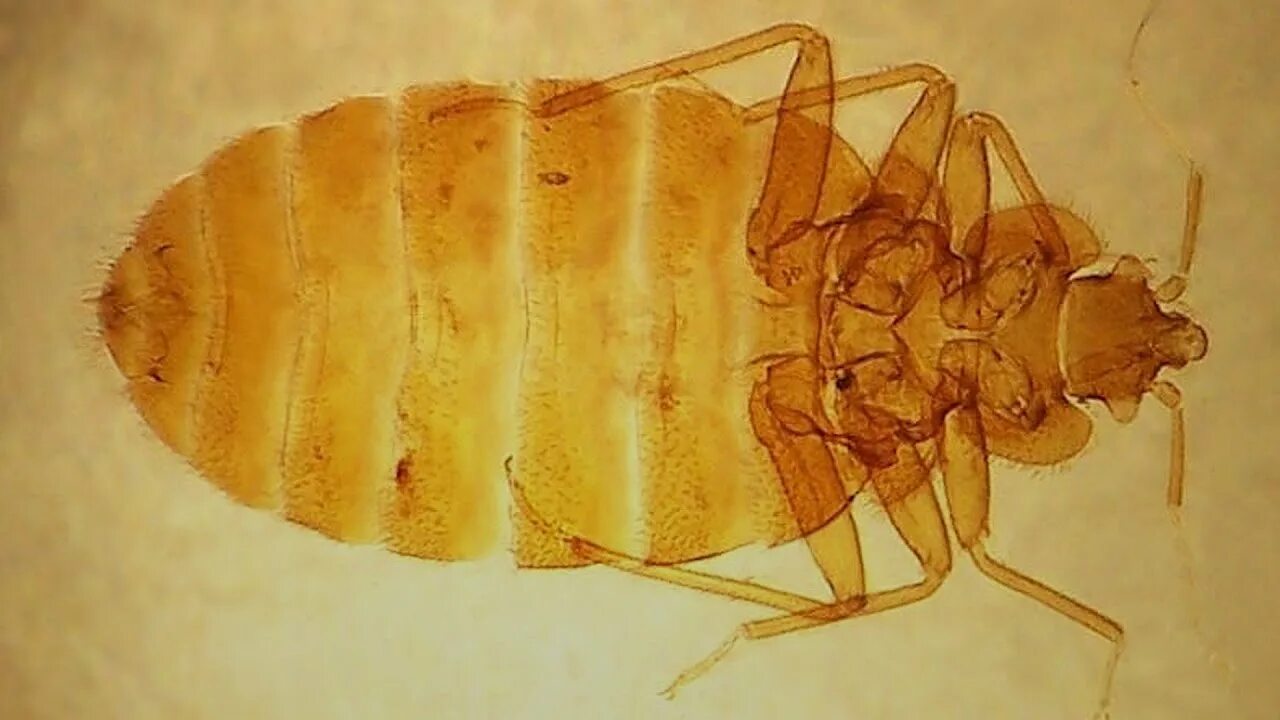 Клоп постельный под микроскопом фото Bedbugs are growing more resistant to insecticides - YouTube