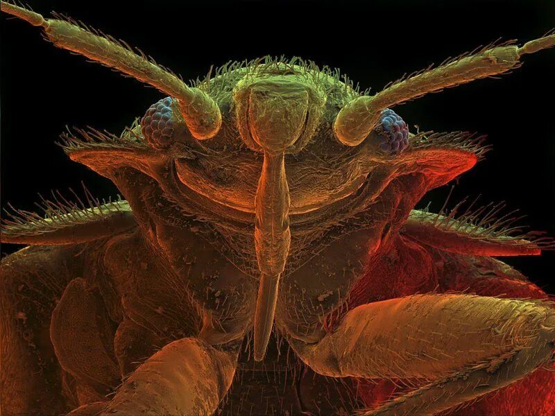 Клоп постельный под микроскопом фото Bed Bugs Are Picky About Certain Colors Bed bugs, Rid of bed bugs, Yellow sheets