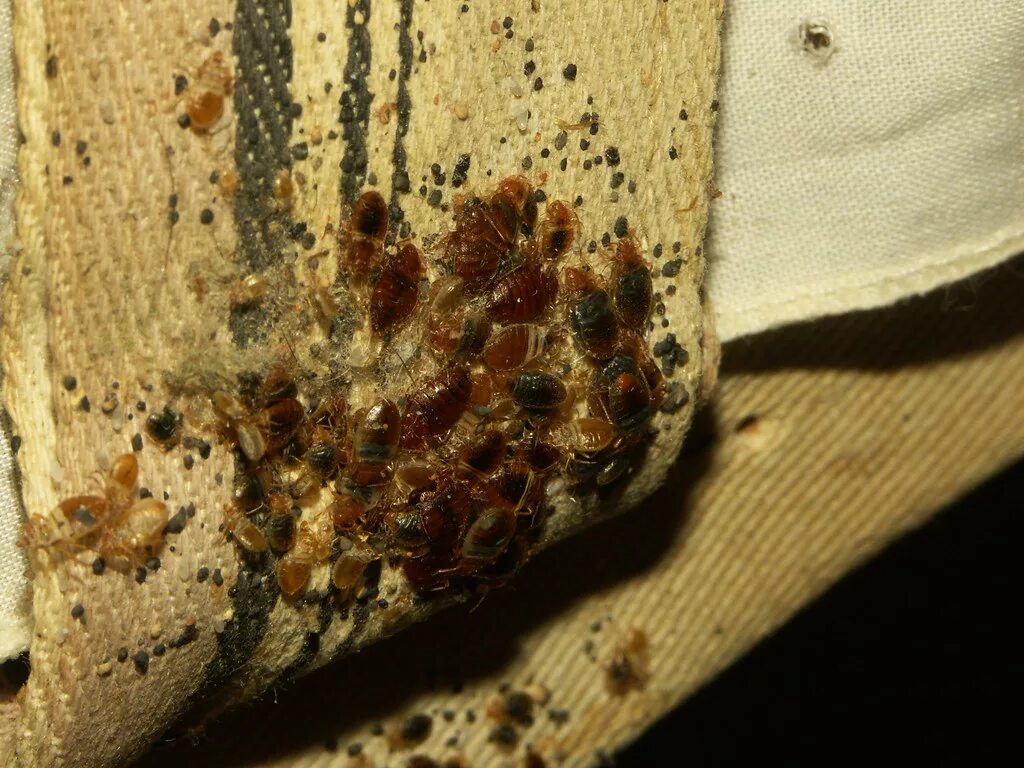 Клоп постельный под микроскопом фото Bed bugs