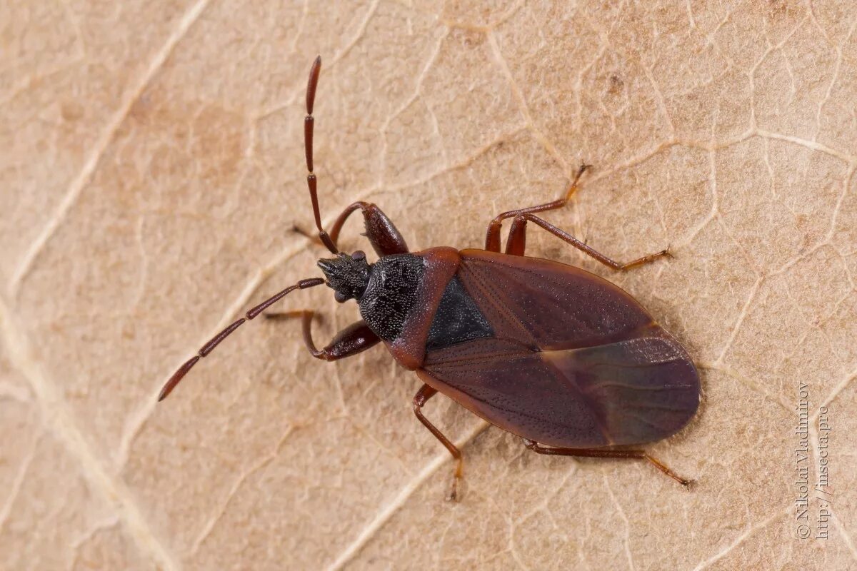 Клоп природный как выглядит Фото #62793: Gastrodes grossipes