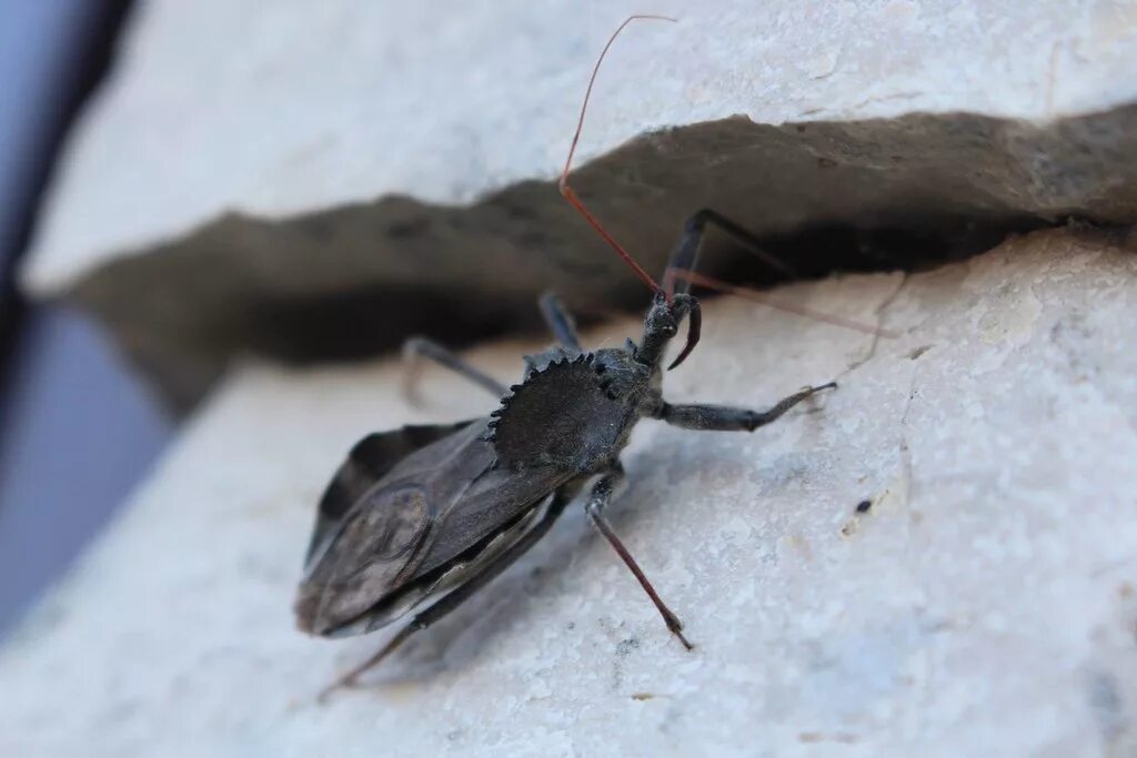 Клоп с крыльями фото Wheel Bug in Missouri Look but don’t touch! Wheel bugs (Ar. Flickr