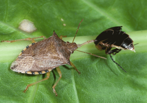 Клоп с крыльями фото Spined Soldier Bug - Beneficial insects for Marijuana Plants