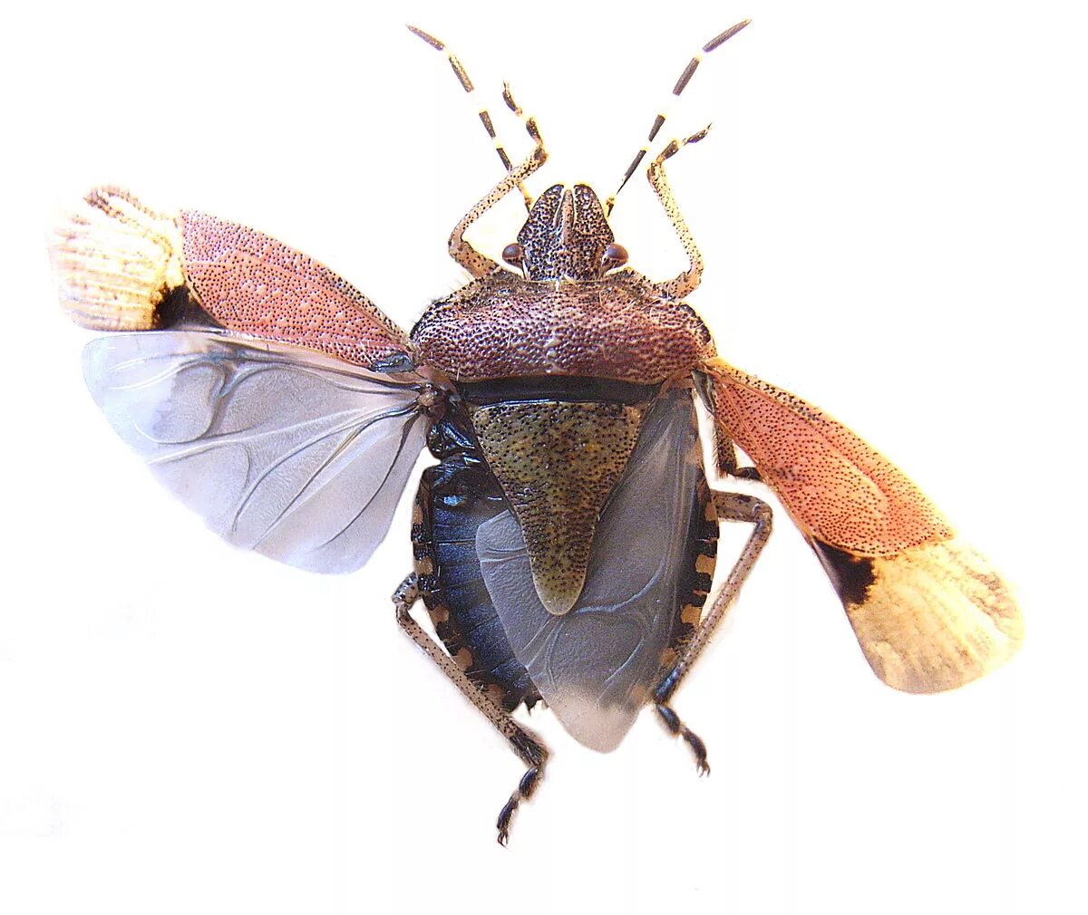 Клоп с крыльями фото File:Dolycoris baccarum wings.jpg - Wikipedia