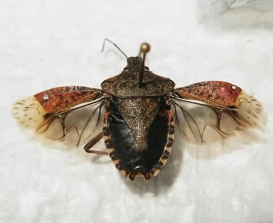 Клоп с крыльями фото Actual stinkbug. Their scientific name derives from having 5 segments to their b