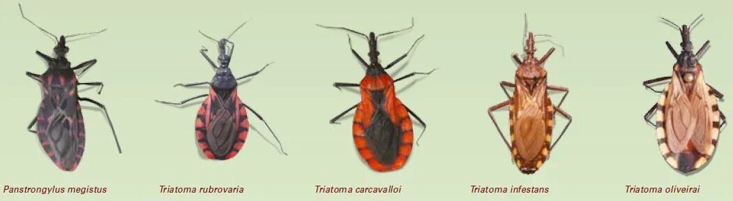 Клоп самец фото Fotos Barbeiro e a Doenças de Chagas: Informações e Tratamento Animais - Cultura