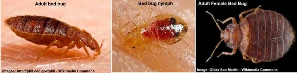 Клоп самец фото What Do Bed Bug Bites Look Like (And How To Get Rid of Them Faster)