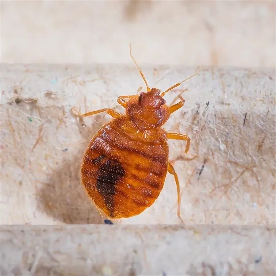 Клоп самец фото Bedbug, фотографии, рисунки, изображения, фотографии, без роялти