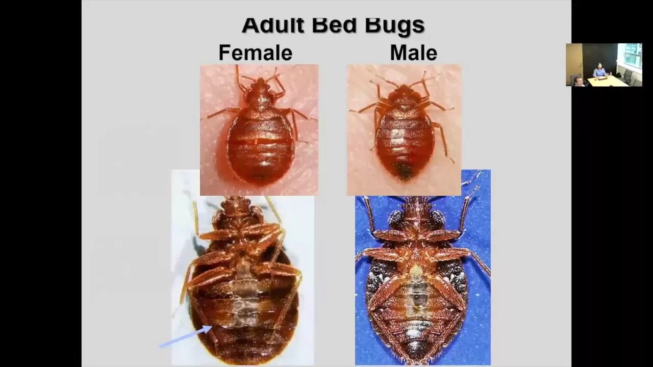 Клоп самец фото Bed bugs in Ohio - Part 1 - YouTube