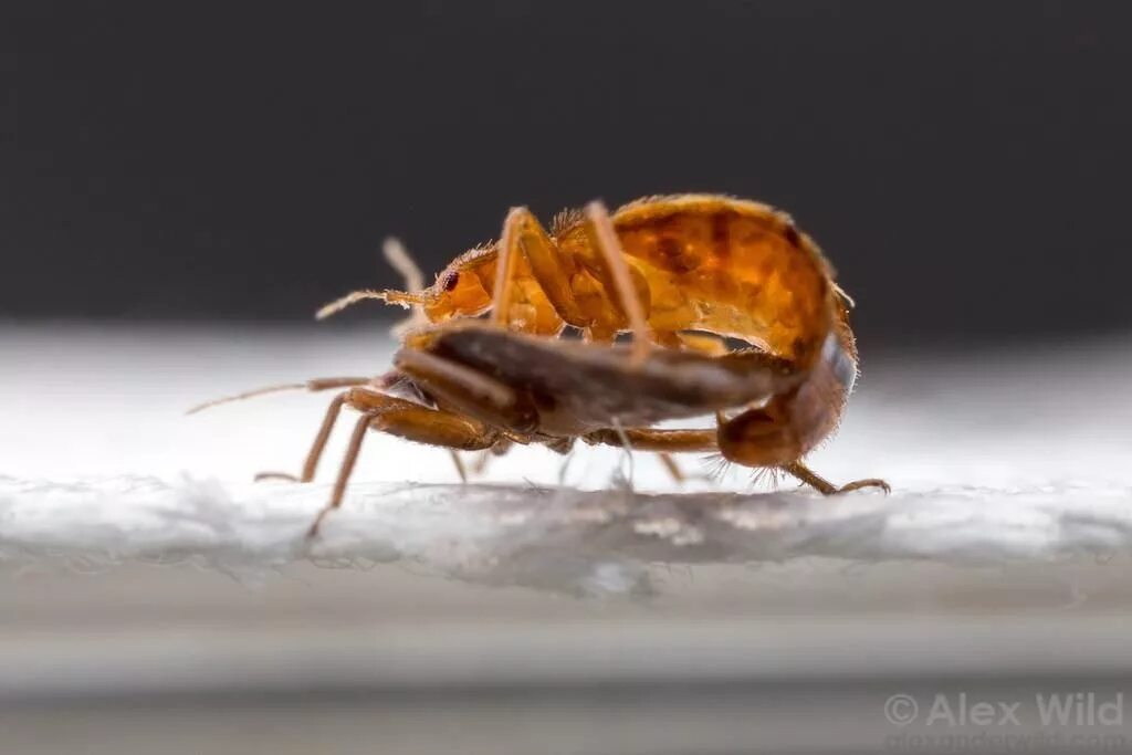 Клоп самец фото Pin on Bed bug photos & infestations