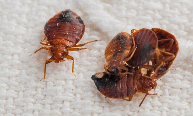 Клоп самец фото Outbreak of BED BUGS on British Airways flight from the U.S. to London