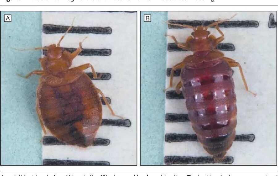 Клоп самец фото PDF Bed bugs (Cimex lectularius) and clinical consequences of their bites. Seman