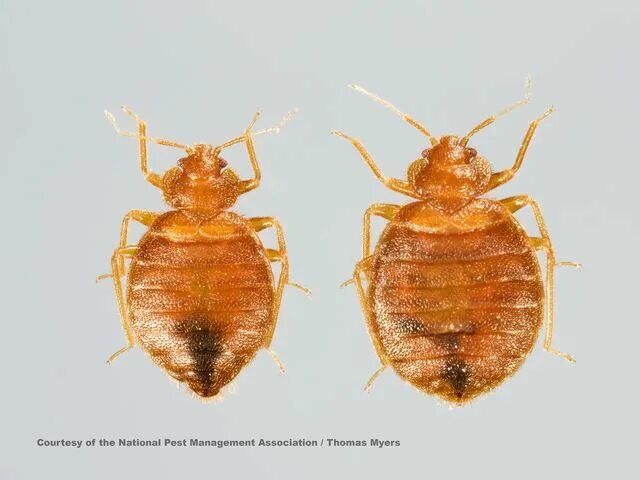 Клоп самец фото Pin on Bed Bugs