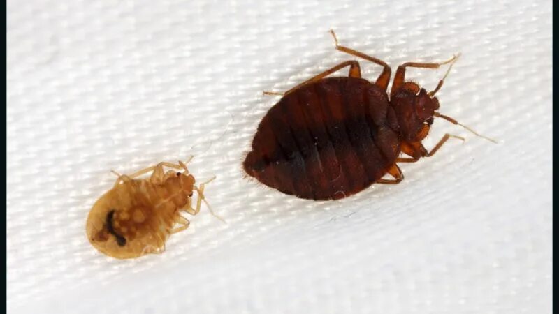 Клоп самец фото Bedbugs have favorite colors, too, study finds CNN