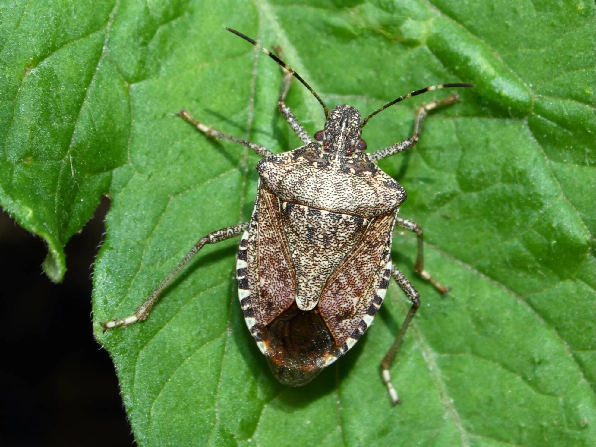 Клоп щитник фото Invasive brown marmorated stink bugs found in UK for first time, threatening cro