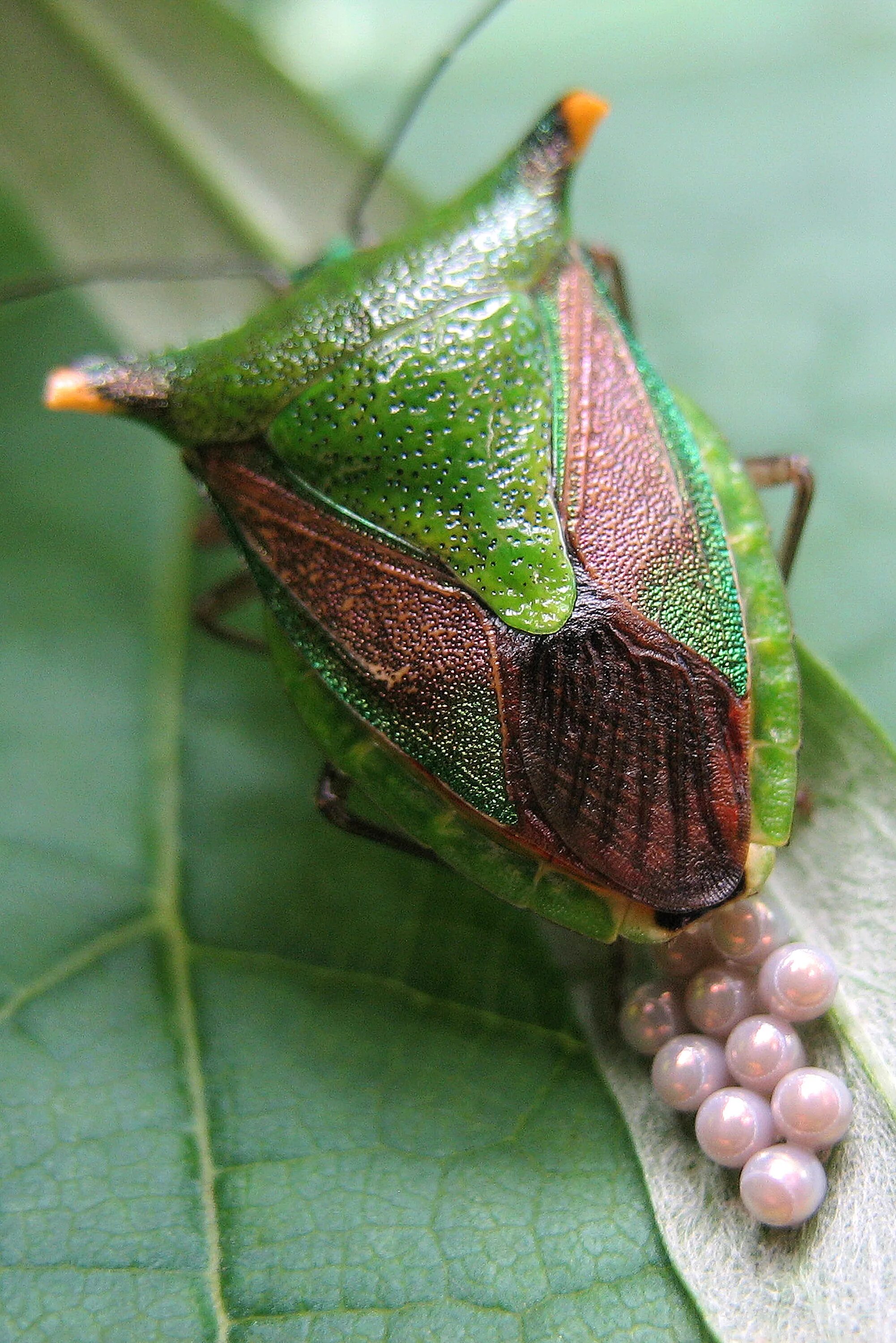 Клоп щитник фото File:Клоп Щитник(Pentatomoidea).jpg - Wikimedia Commons