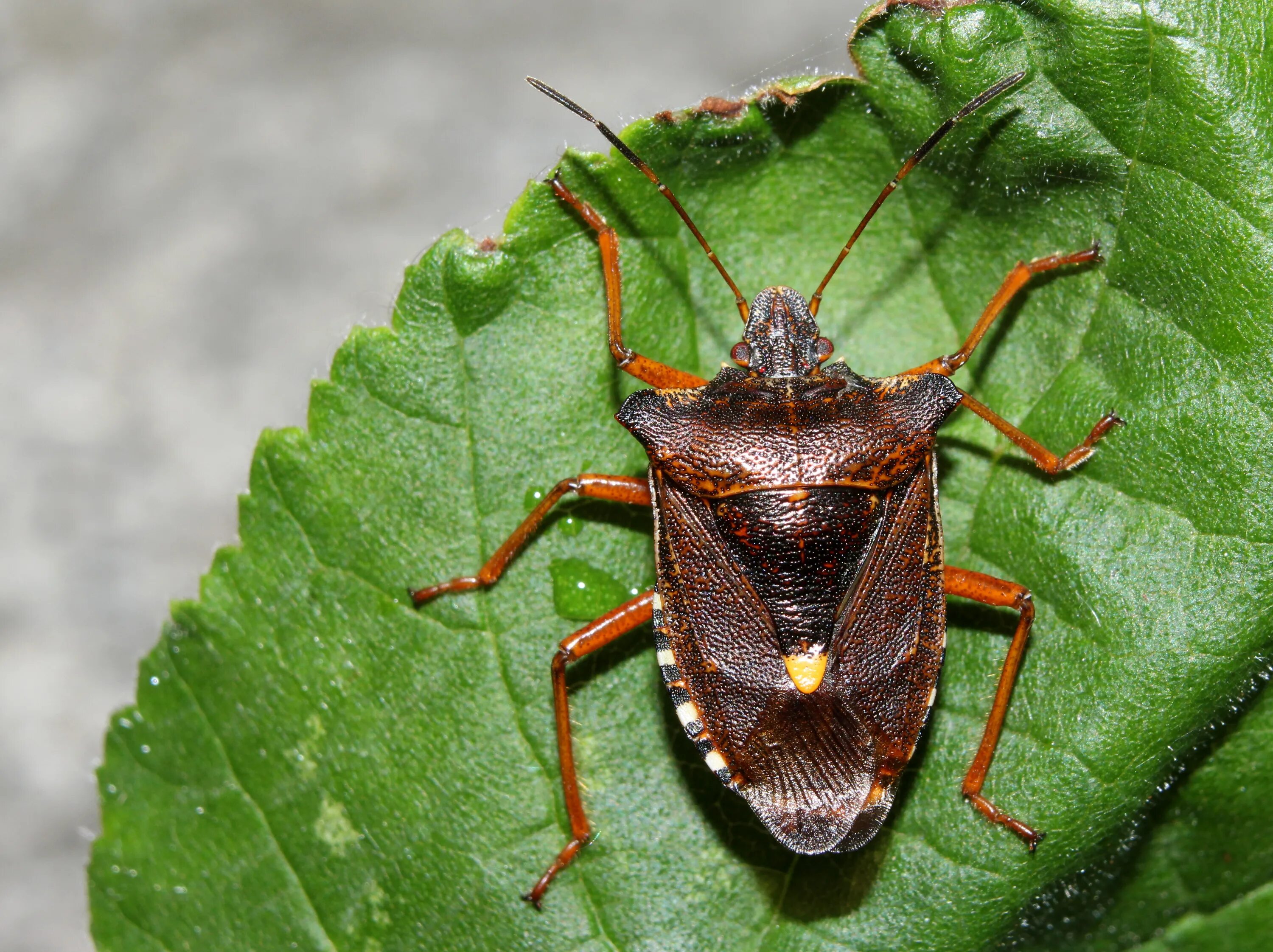 Клоп щитник фото File:Rotbeinige-Baumwanze Pentatoma rufipes.JPG - Wikimedia Commons